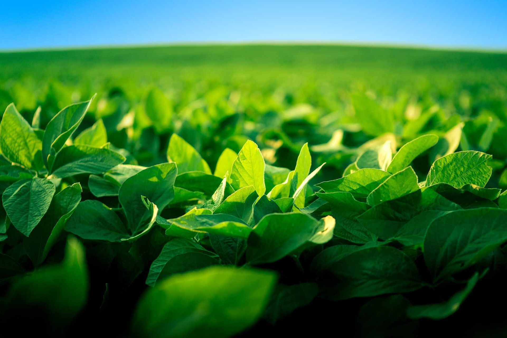 fósforo na agricultura