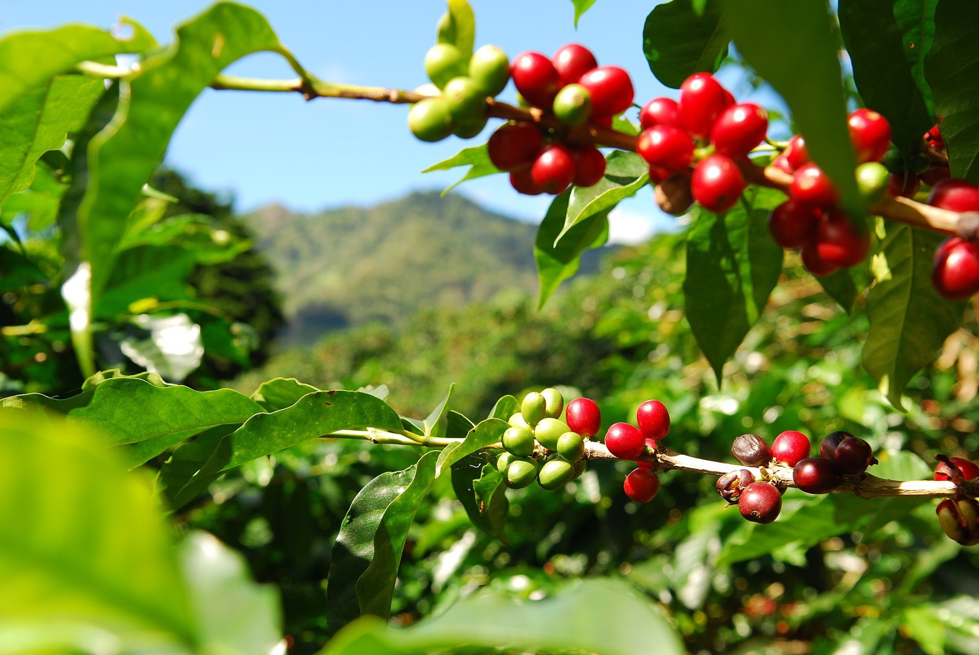 lavoura de café